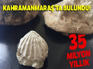 Kahramanmaraş'ta 35 milyon yıllık fosil bulundu