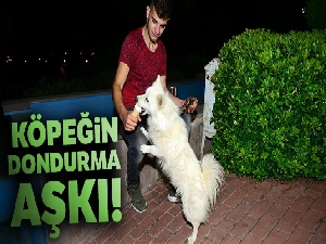 Eskimo cinsi köpeğin dondurma aşkı