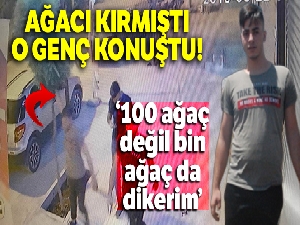 Ağacı kıran genç İHA'ya konuştu