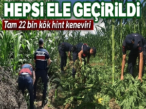 Mısır tarlasında 22 bin kök Hint keneviri ele geçirildi