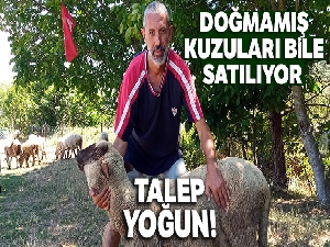 Bu koyunların doğmamış kuzuları bile satılıyor