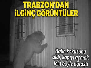 Balın kokusunu alan ayı kapıyı açmak için böyle uğraştı