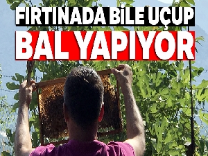 Bu arılar fırtınada bile uçup bal yapıyor