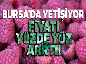 Bu yıl fiyatı yüzde yüz artan ahududu üreticinin yüzünü güldürdü