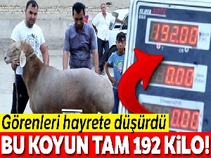 192 kiloluk koyun görenleri hayrete düşürdü