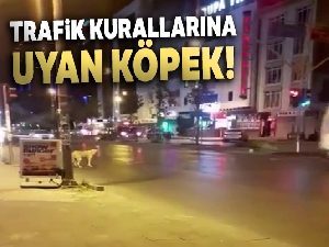 Esenyurt'ta kırmızı ışıkta bekleyen köpek kameralara yansıdı