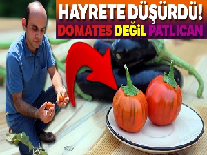Domates görünümlü patlıcan, görenleri şaşırttı