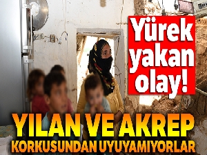 Yılan ve akrep korkusundan uyuyamıyorlar