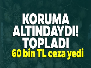Koruma altındaki zambakları topladı, 60 bin TL ceza yedi