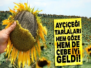 Ayçiçeği tarlaları hem göze hem de cebe iyi geldi