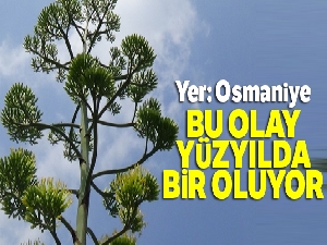 Osmaniye'de gerçekleşti: Yüzyıl bitkisi çiçek açtı