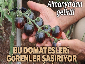 Bu domatesleri görenler şaşırıyor
