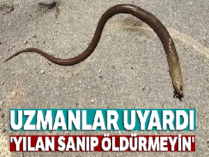 Uzmanlar uyardı: 'Yılan sanıp öldürmeyin'