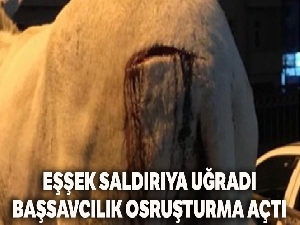 Trabzon'da eşek saldırıya uğradı, başsavcılık soruşturma başlattı