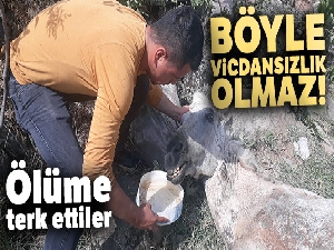 Aşırı yüke dayanamayıp düşen atı, ölüme terk ettiler