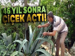 Ekildiği tarihten 46 yıl sonra çiçek açtı