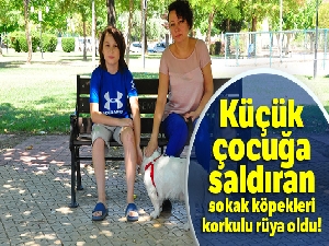 Küçük çocuğa saldıran sokak köpekleri korkulu rüya oldu