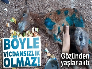 Eşeği halıya sarıp ormanda ölüme terk ettiler