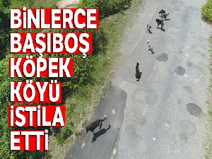 İstanbul'da binlerce başıboş köpeğin adeta istila ettiği köy havadan görüntülendi