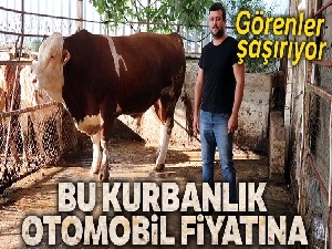 Bu kurbanlık otomobil fiyatına satılıyor