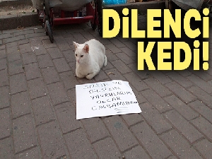 Dilenci kedi!