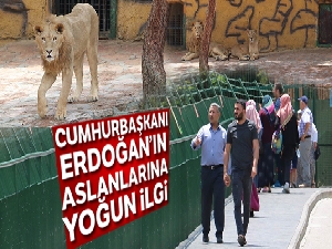 Cumhurbaşkanı Erdoğan'ın aslanlarına yoğun ilgi