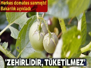 Herkes domates sanmıştı, bakın ne çıktı