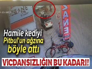 Hamile kediyi Pitbul'un ağzına böyle attı
