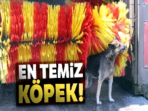 En temiz köpek, yıkanma yöntemiyle fenomen oldu