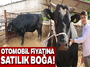 2 tonluk boğa 70 bin liradan yeniden satışa çıktı