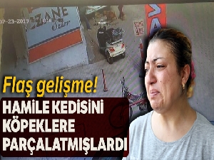 Hamile kediyi pitbulla parçalatan 3 kişi gözaltına alındı
