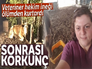 İneği ölümden kurtaran veteriner hekim hayatını kaybetti
