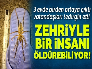 13 santimetre uzunluğundaki zehirli örümcek tedirgin etti