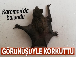 Esnafların yerde bulduğu yarasa görünüşüyle insanları korkuttu