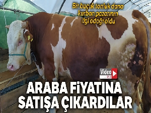 Bir buçuk tonluk dana kurban pazarının ilgi odağı oldu