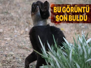 Günlerdir boynunda kavanoz parçası ile yaşayan kedi kurtarıldı