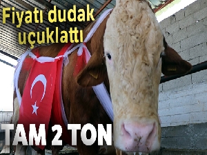 2 tonluk boğa 40 bin TL'ye satışa çıkarıldı
