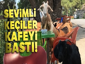 Sevimli keçiler kafeyi bastı