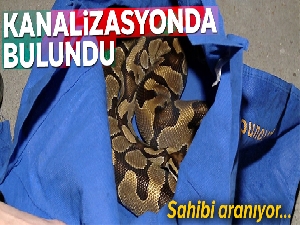 Kanada'da kanalizasyonda bulunan pitonun gerçek sahibi aranıyor