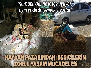 Hayvan pazarındaki besicilerin zorlu yaşamı