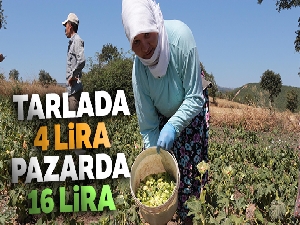 Tarlada 4 lira, pazarda 16 lira