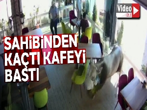 Sahibinden kaçan kurbanlık boğa kafeye girdi