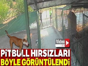 Barınağa giren hırsızlar pitbull cinsi köpekleri çalıp kaçtı