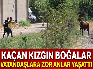 Kaçan kızgın boğalar vatandaşlara zor anlar yaşattı