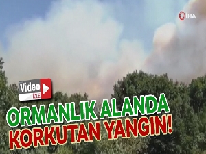 Pendik'te korkutan orman yangını söndürüldü