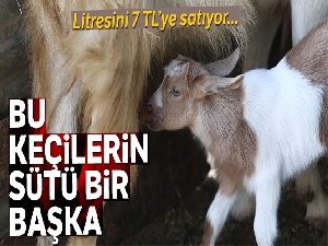 Bu keçilerin sütü bir başka