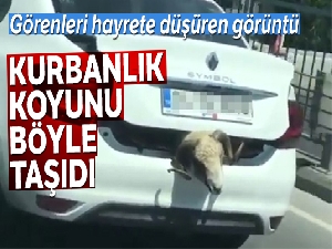 Kurbanlık koyunu otomobil bagajında böyle taşıdı
