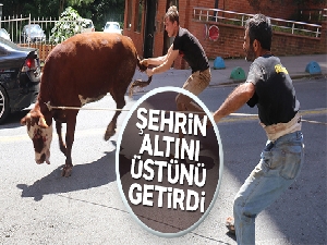 Rize'de kaçan boğa şehrin altını üstünü getirdi