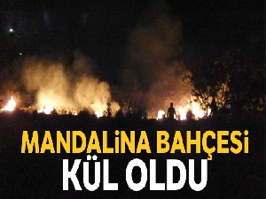 Burhaniye'de meydana gelen ot yangını mandalina bahçesini kül etti