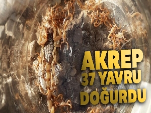 Aydın'da bir akrep 37 yavru doğurdu